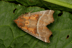 The Herald (Scoliopteryx libatrix)