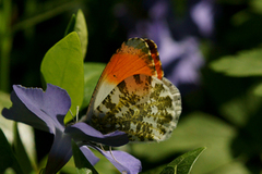 Aurorasommerfugl (Anthocharis cardamines)