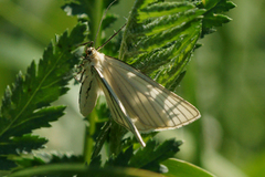 Black-veined Moth (Siona lineata)