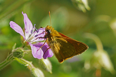 Large Skipper (Ochlodes sylvanus)