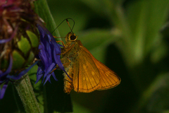 Large Skipper (Ochlodes sylvanus)