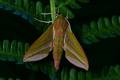 Elephant Hawk-moth (Deilephila elpenor)