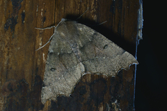 Scalloped Hazel (Odontopera bidentata)
