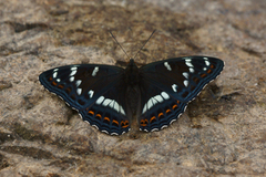 Poplar Admiral (Limenitis populi)