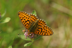 Rødflekket perlemorvinge (Boloria euphrosyne)