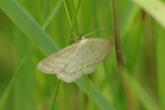 Gul sankthansmåler (Cabera exanthemata)