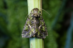 Orache Moth (Trachea atriplicis)