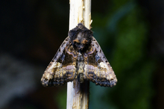 Lyktebærerfly (Euplexia lucipara)