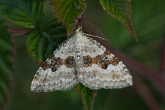 Hvit båndmåler (Xanthorhoe montanata)