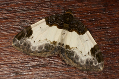 Beautiful Carpet (Mesoleuca albicillata)