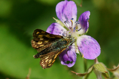 Gulflekksmyger (Carterocephalus palaemon)