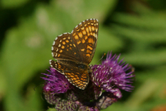 False-heath Fritillary (Melitaea diamina)