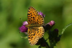 Small Pearl-bordered Fritillary (Boloria selene)