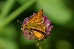 Large Skipper (Ochlodes sylvanus)