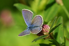 Mazarine Blue (Cyaniris semiargus)