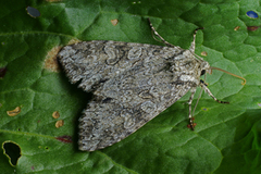 Grey Arches (Polia nebulosa)