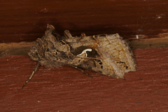 Silver Y (Autographa gamma)