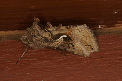 Gammafly (Autographa gamma)