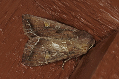 Bright-line Brown-eye (Lacanobia oleracea)