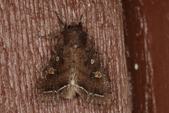 Bright-line Brown-eye (Lacanobia oleracea)