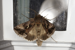 Silver Y (Autographa gamma)