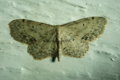 Flekkengmåler (Idaea dimidiata)