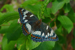 Ospesommerfugl (Limenitis populi)