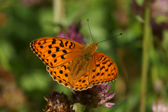 High Brown Fritillary (Argynnis adippe)