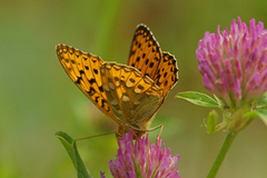 Dark Green Fritillary (Argynnis aglaja)