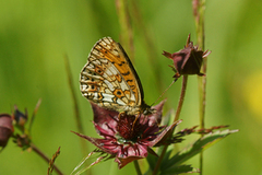 Small Pearl-bordered Fritillary (Boloria selene)