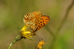 Lesser Marbled Fritillary (Brenthis ino)