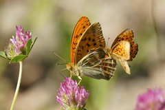 Keiserkåpe (Argynnis paphia)