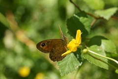 Klipperingvinge (Lasiommata maera)