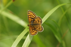 Heath Fritillary (Melitaea athalia)