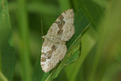 Hvit båndmåler (Xanthorhoe montanata)