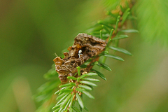 Fiolettbrunt metallfly (Autographa pulchrina)