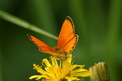 Scarce Copper (Lycaena virgaureae)