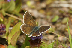 Sankthansblåvinge (Aricia artaxerxes)