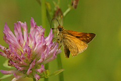 Large Skipper (Ochlodes sylvanus)