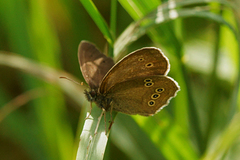 Gullringvinge (Aphantopus hyperantus)