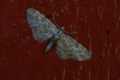 Grumset dvergmåler (Eupithecia subfuscata)