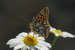 Queen of Spain Fritillary (Issoria lathonia)