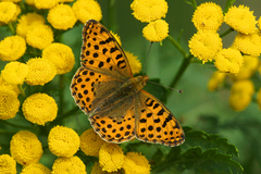Queen of Spain Fritillary (Issoria lathonia)