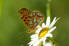 Queen of Spain Fritillary (Issoria lathonia)