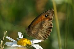 Meadow Brown (Maniola jurtina)