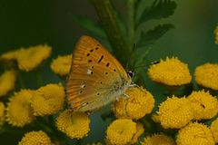 Scarce Copper (Lycaena virgaureae)