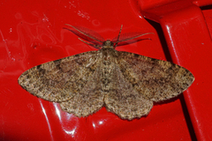 Mottled Beauty (Alcis repandata)