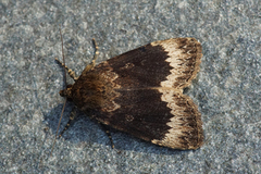 Tofarget pyramidefly (Amphipyra perflua)