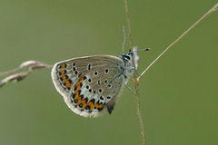 Idas blue (Plebejus idas)