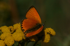 Oransjegullvinge (Lycaena virgaureae)